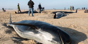 Trois baleines échouées à Calais en route vers Liège pour une autopsie 