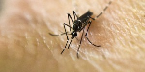 Le Texas annonce un cas de transmission du virus Zika par voie sexuelle 