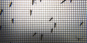 Virus Zika : pas d’essais cliniques à grande échelle de vaccins avant 18 mois 