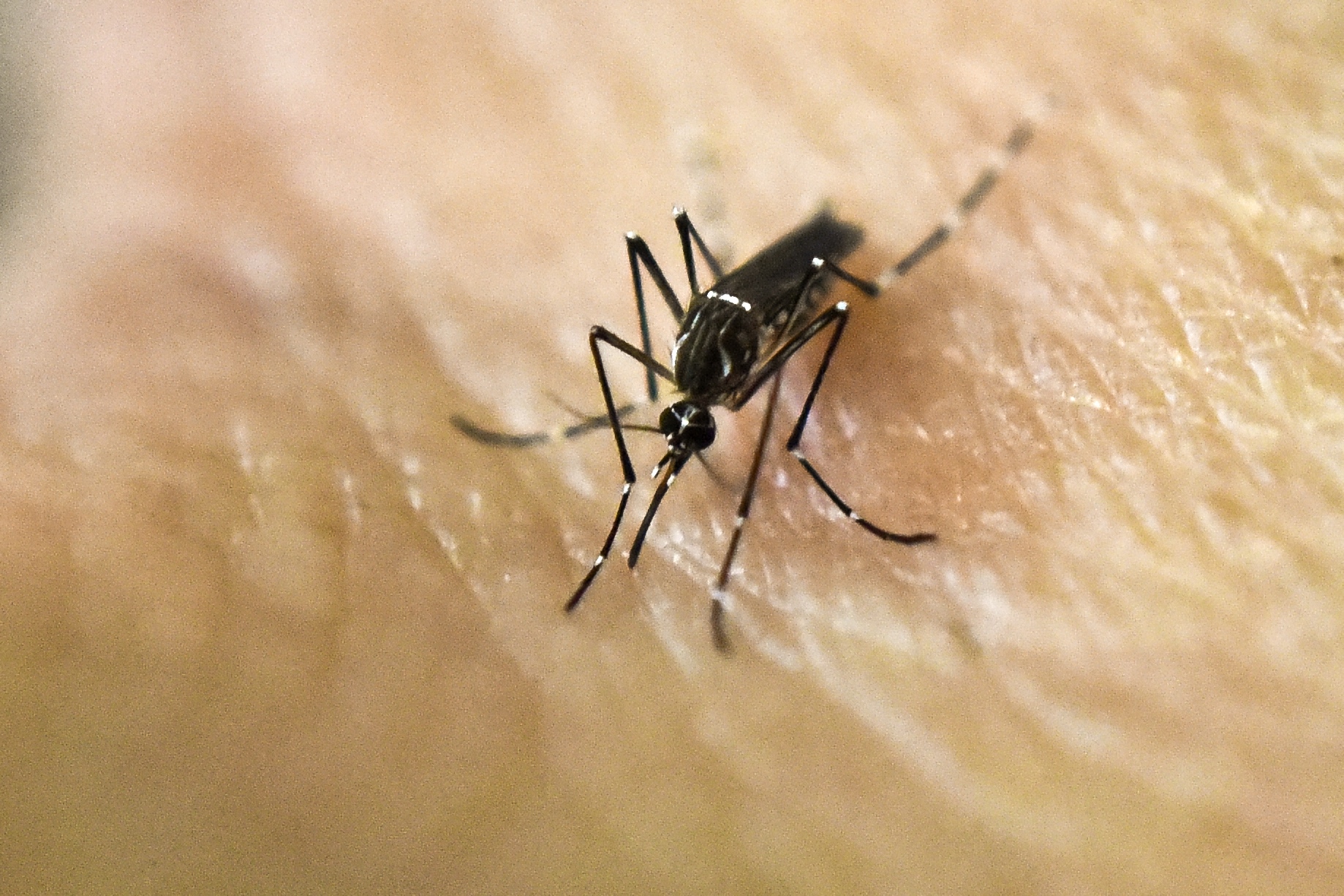 Des chercheurs belges découvrent un moyen de contrer le virus Zika sur les souris 