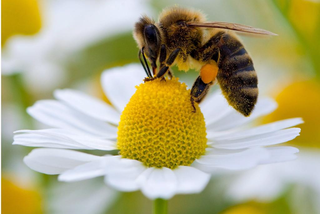 Le pollen peut nuire à certains insectes 