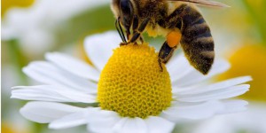 Le pollen peut nuire à certains insectes 