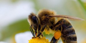 Nuisibles aux abeilles et à la santé  