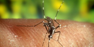 Le virus Zika pourrait interagir avec celui de la dengue  