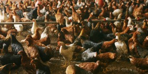 Toutes les volailles doivent être confinées: la grippe aviaire a été détectée dans les pays limitrophes 