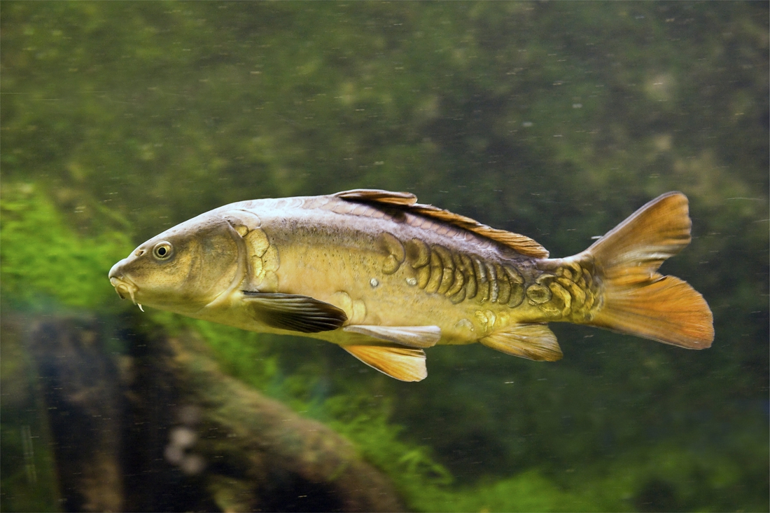 Les poissons aussi font de la fièvre…: un chercheur liégeois découvre pourquoi 