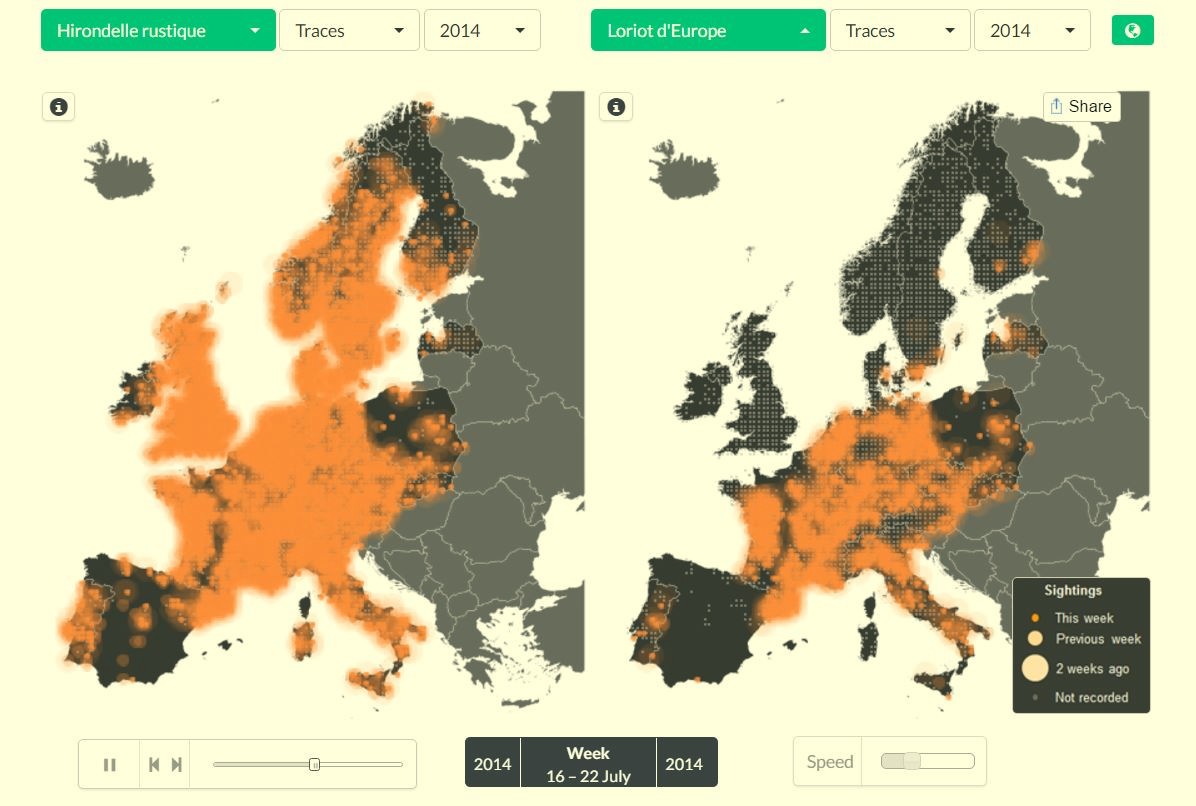 Une carte interactive pour tracer les oiseaux d’Europe 