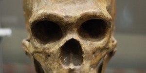Un crâne de 400.000 ans pour élucider les origines de Neandertal 