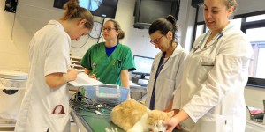 Un véritable centre hospitalier pour nos animaux au Sart Tilman