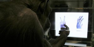 Un singe apprend à jouer à «pierre, papier, ciseaux» dans un centre de recherche au Japon 