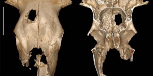 Ce crâne bovin percé il y a 5000 ans témoigne-t-il de la première opération de chirurgie vétérinaire? 