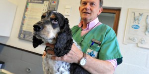 Appel au don: la clinique vétérinaire manque cruellement de sang de chien et de chat 