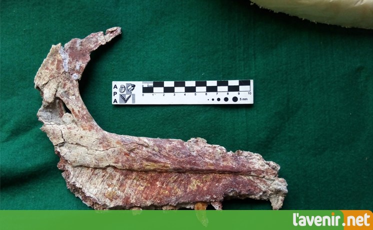 PHOTOS | Les restes d’une nouvelle espèce de petit dinosaure découverts en Argentine 