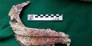 PHOTOS | Les restes d’une nouvelle espèce de petit dinosaure découverts en Argentine 