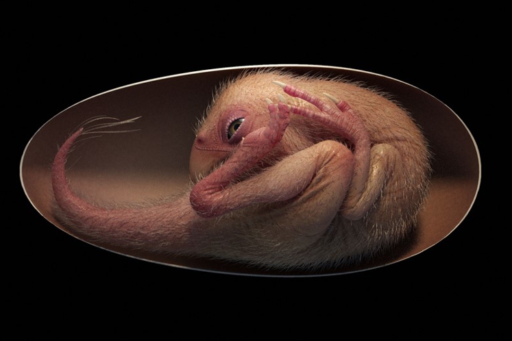 Un embryon de dinosaure parfaitement fossilisé s’apprêtait à éclore comme un oiseau (vidéo) 