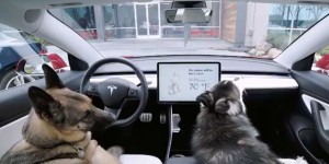 Les chiens se sentent mieux en roulant dans des voitures électriques