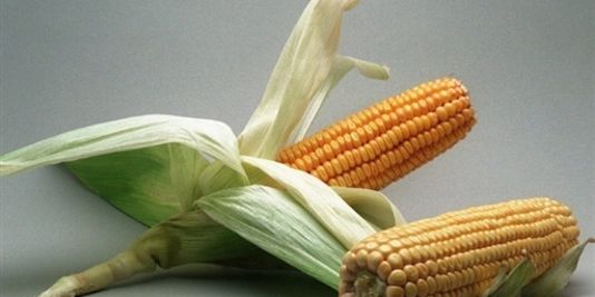 La culture d'un nouveau maïs OGM pourrait bientôt être autorisée en Europe
