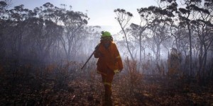 En Australie, le ministre de l'environnement, les incendies et Wikipedia