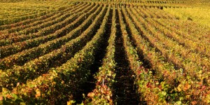 La justice poursuit un viticulteur bio qui dit non aux pesticides