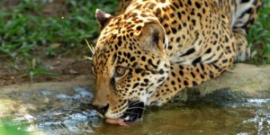 Brésil : la disparition du jaguar met en péril la forêt atlantique