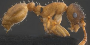 Une fourmi « ninja pillarde » et esclavagiste découverte