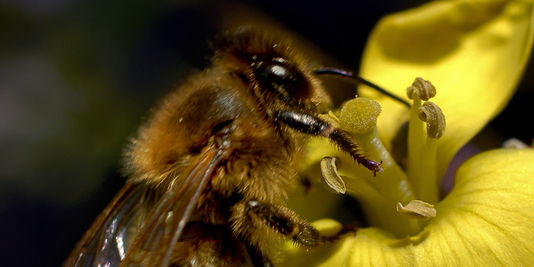 En France, la production de miel est en chute libre