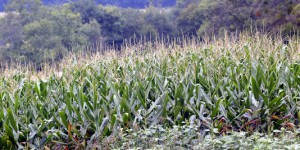 Les OGM peu cultivés en Europe mais massivement importés