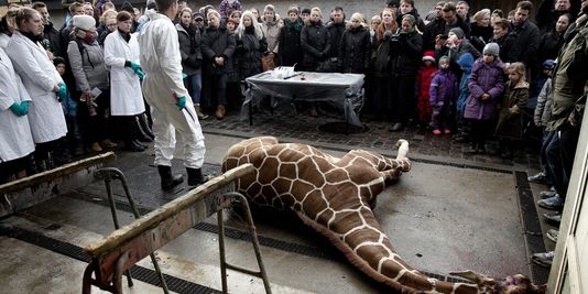 5 questions sur l'euthanasie d'un girafon au zoo de Copenhague