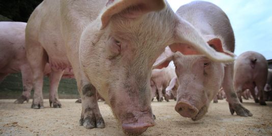 Soupçons de fraude à la viande contaminée en Bretagne