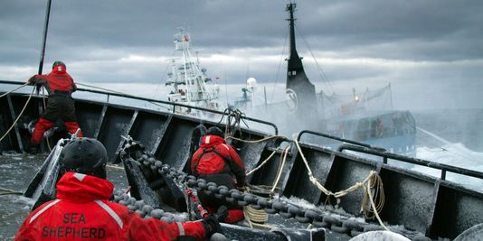 Sea Shepherd tire un bilan de son activité dans l'océan Austral