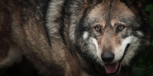Dix vérités et contre-vérités sur le loup