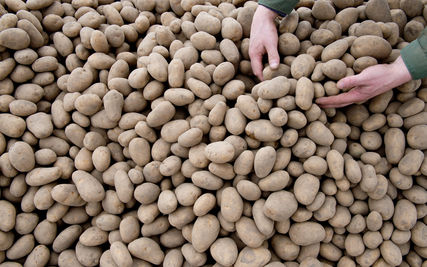 Une artiste suédoise récompensée pour réhabiliter la culture d’anciennes variétés de patates à Paris