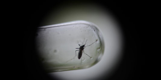 Le Brésil va lâcher des millions de moustiques OGM contre la dengue
