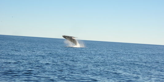 Le Canada accusé de sacrifier les baleines pour un oléoduc