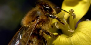Déclin des abeilles : les mots qui fâchent