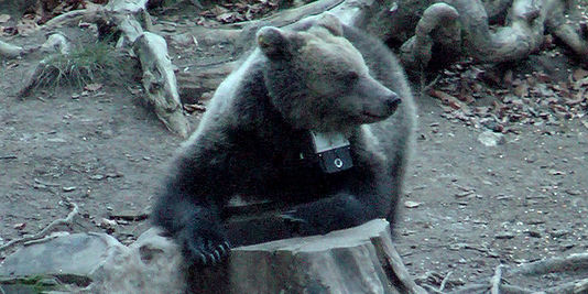 Dans la peau de Tolosa, ourse sauvage slovène