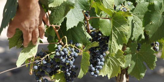 Pesticides : la « faute inexcusable » d'un employeur viticole reconnue