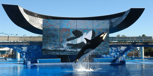 Une proposition de loi californienne veut libérer les orques en captivité