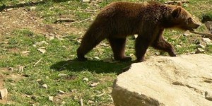 Auberta, l'oursonne qui ne veut pas finir au zoo