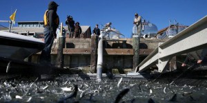En Californie, les saumons gagnent l'océan en camion