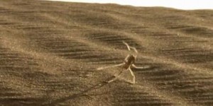 Découverte d’une « araignée gymnaste » au Maroc