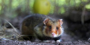 Le grand hamster d'Alsace va bénéficier d'un programme de préservation