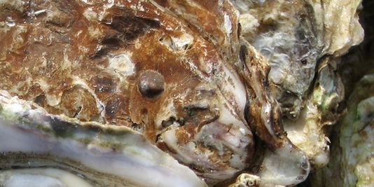 Les huîtres du bassin d'Arcachon interdites à la consommation
