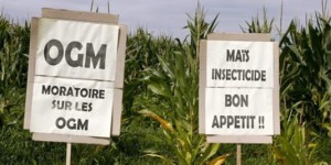 Interdiction du maïs OGM : des sénateurs UMP saisissent le conseil constitutionnel