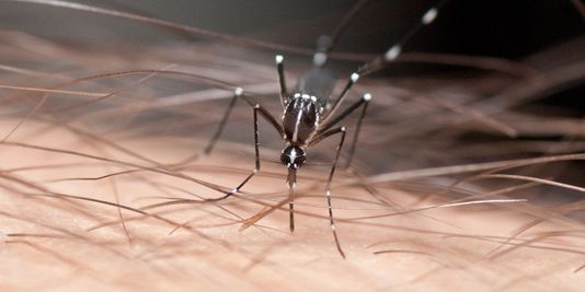Le moustique vecteur de la dengue et du chikungunya remonte vers le Nord
