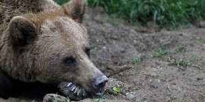 Un nouvel ours arriverait en 2015 dans les Pyrénées espagnoles