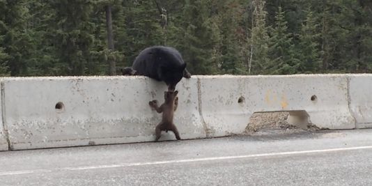 Un ourson sauvé par sa mère