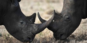 Les rhinocéros menacés par la géolocalisation