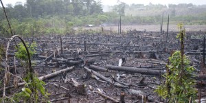 Vaste trafic de blanchiment de bois illégal au Brésil