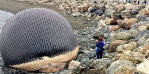 Un village canadien redoute l’explosion d’un cadavre de baleine